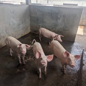 Pig Farming in Partnership with the Nazareth Centre